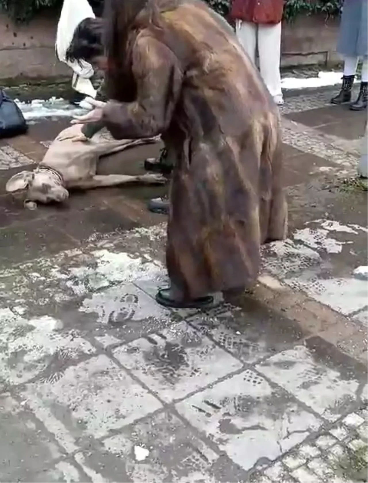 Şok! Elektrik Kaçağı Nedeniyle Köpek Sahibini Isırdı!