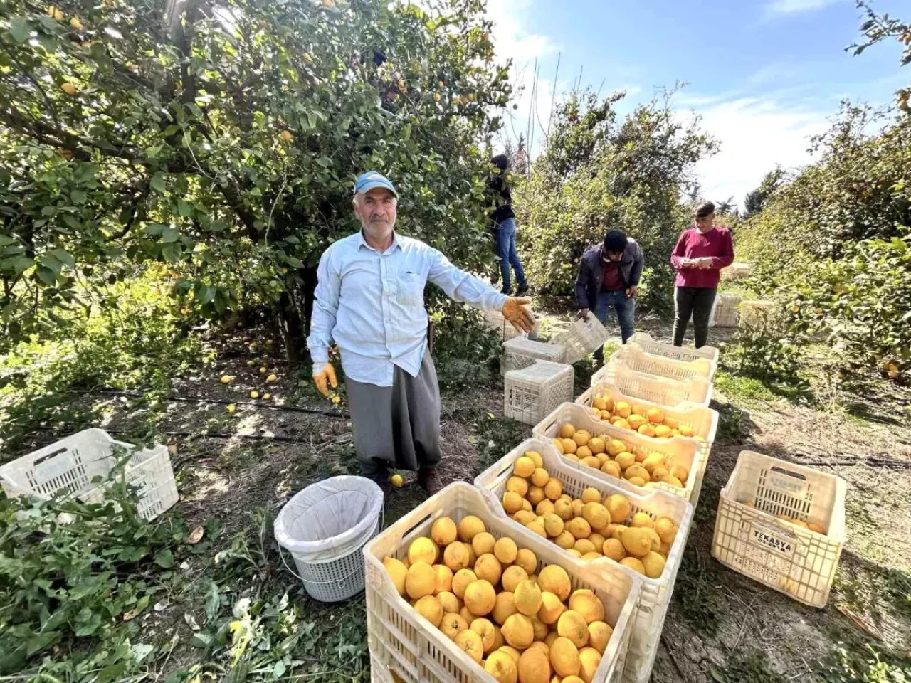 Arsuz'da Limon Fiyatları 15 TL'den Alıcı Buluyor!