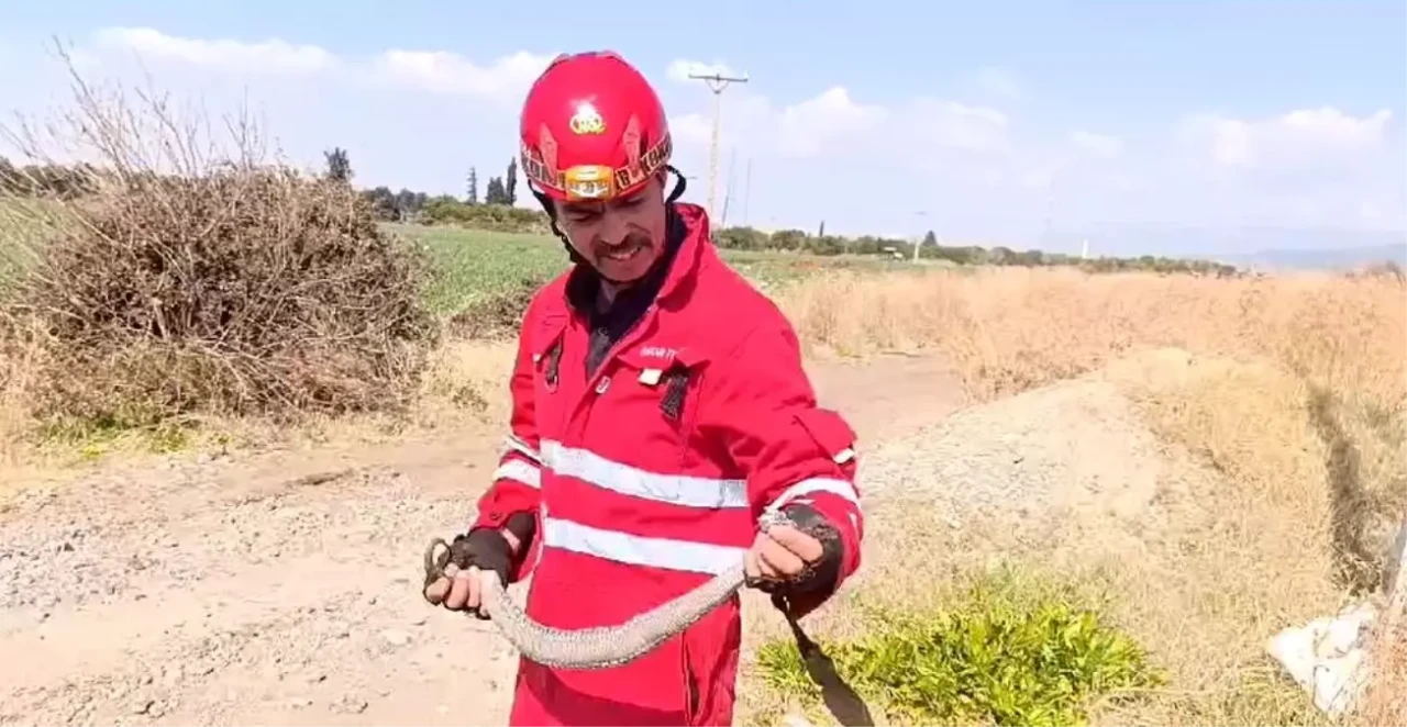 Dörtyol'da Yılan Paniği