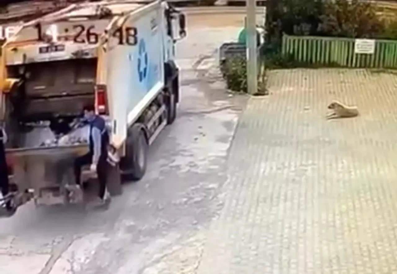 İzmir'de Çöp Kamyonu Köpeği Ezdi, Sürücü Açığa Alındı!