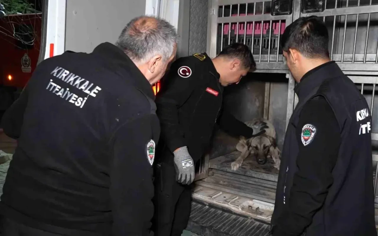 Kırıkkale'de Otomobilin Çarptığı Köpek Tedavi Altına Alındı!