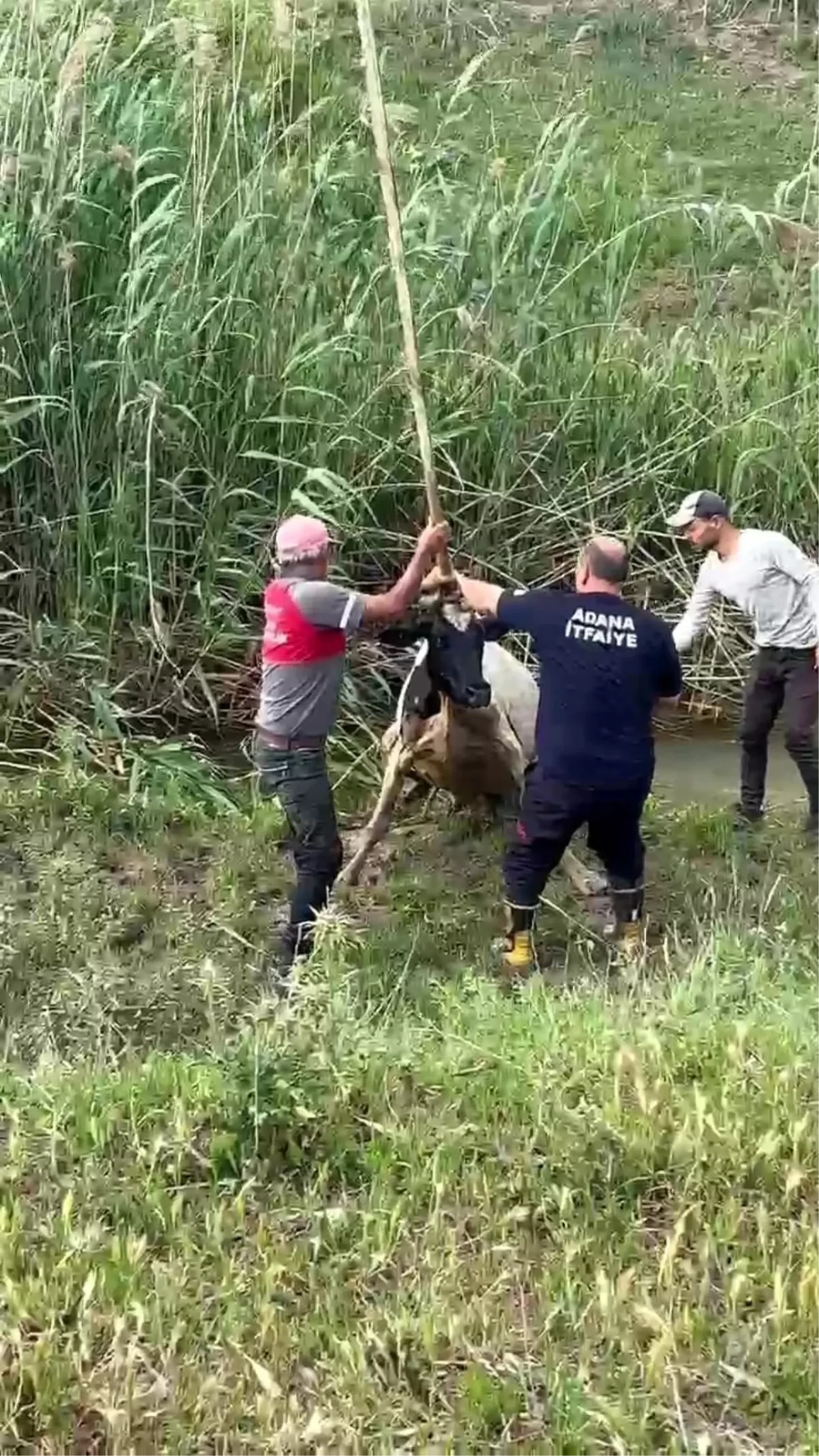 Adana'da Çamurun İçinde Mahsur Kalan İnek, Kurtarıldı!