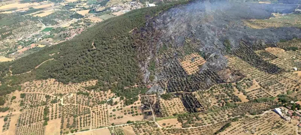 İzmir Foça'da Orman Yangını: 4 Kişi Gözaltına Alındı!