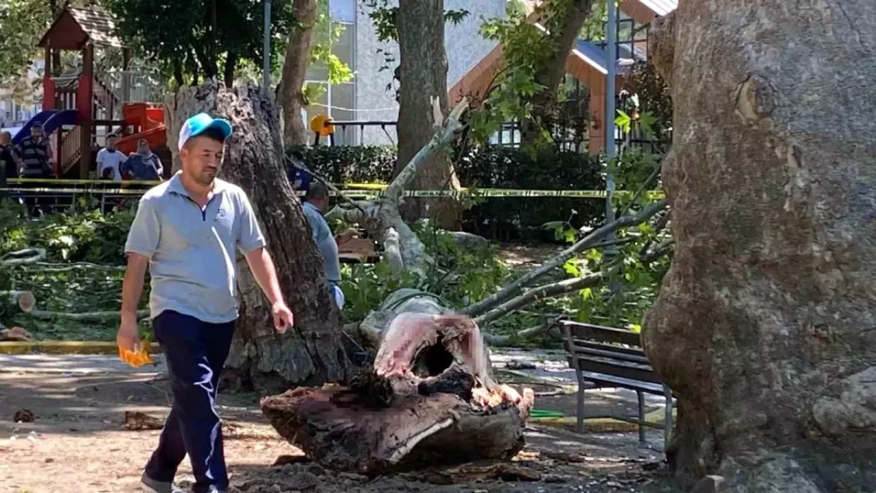 Kocaeli Gölcük'te Çınar Dalı Faciası: Erdem Ulak Öldü!
