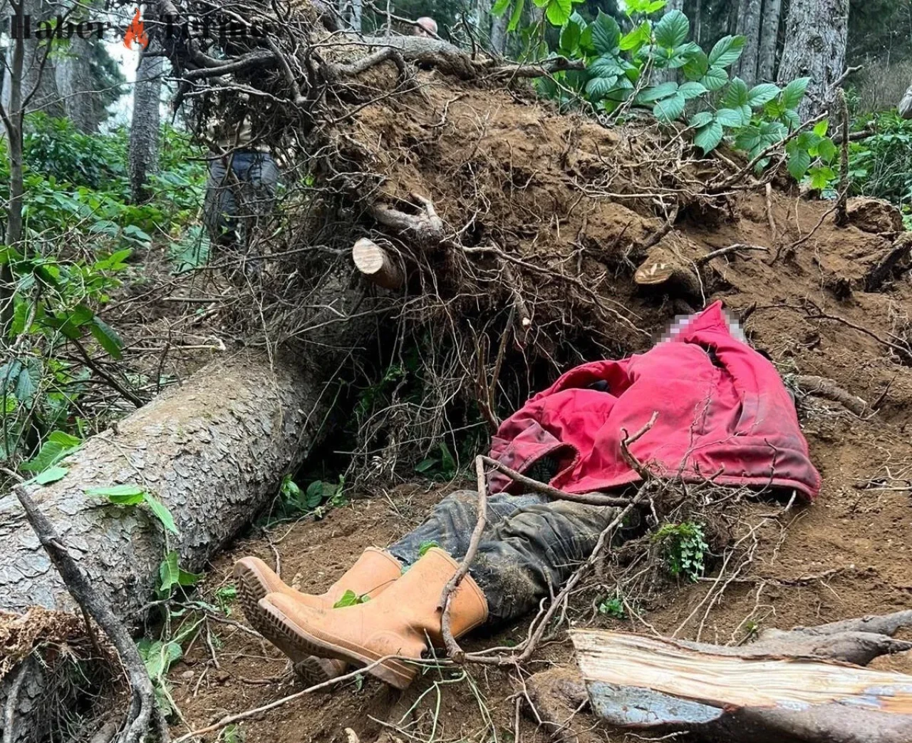 Trabzon'da İş Kazası: Coşkun Bayrak Ağaç Altında Kalarak Öldü