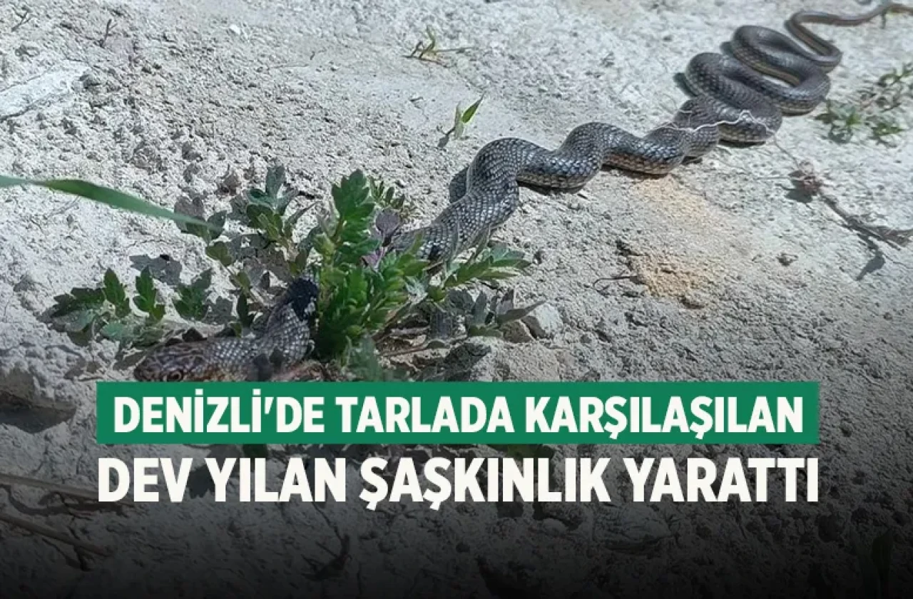 Denizli'de tarlada karşılaşılan dev yılan şaşkınlık yarattı