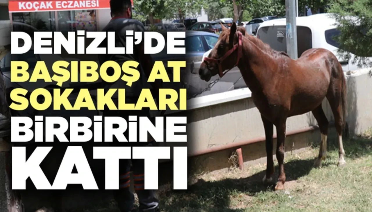Denizli'de Kaçan At, Şehir Merkezini Birbirine Kattı!