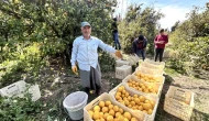 Arsuz'da Limon Fiyatları 15 TL'den Alıcı Buluyor!