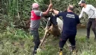 Adana'da Çamurun İçinde Mahsur Kalan İnek, Kurtarıldı!