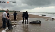 Hatay’da Kaybolan Balıkçının Cansız Bedeni Kıbrıs’ta Bulundu
