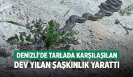 Denizli'de tarlada karşılaşılan dev yılan şaşkınlık yarattı