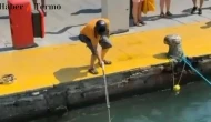 Bodrum'da Soyu Tükenmekte Olan Mavi Yelken Balığına Su Altı Tüfeğiyle Saldırı!