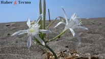 Antalya'da Kum Zambaklarının Çiçek Açma Dönemi Başladı: Nesli Tükenmekte Olan Bitki İçin Koruma Çağrısı!