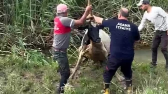 Adana'da Çamurun İçinde Mahsur Kalan İnek, Kurtarıldı!