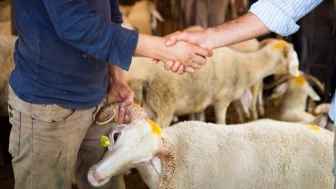 Kurbanlık hayvan nasıl kesilir? Kurban, bayramın kaçıncı gününe kadar kesilir?