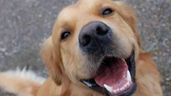 Köpekler parkinson hastalığını koku yoluyla tespit edebiliyor!