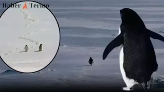 Nihilist Penguen Olayı Nedir? Modern İnsanın Varoluşsal Yürüyüşü Başladı