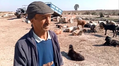 Mersin'de Gebe 26 Hayvan Telef Oldu
