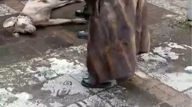 Şok! Elektrik Kaçağı Nedeniyle Köpek Sahibini Isırdı!