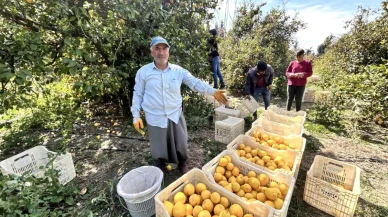 Arsuz'da Limon Fiyatları 15 TL'den Alıcı Buluyor!