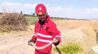 Dörtyol'da Yılan Paniği