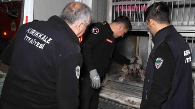 Kırıkkale'de Otomobilin Çarptığı Köpek Tedavi Altına Alındı!