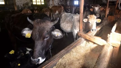 Kahreden ölüm! İneğin teptiği 10 yaşındaki Berfin hayatını kaybetti!