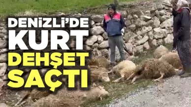 Köye İnen Kurtlar 22 Koyunu Telef Etti