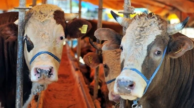 2025 yılında Kurban Bayramı tatili 9 gün olabilir mi?