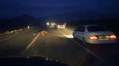 Çivril'de Otomobil ile At Çarpıştı: 1 Kişi Hayatını Kaybetti