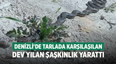 Denizli'de tarlada karşılaşılan dev yılan şaşkınlık yarattı