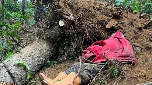 Trabzon'da İş Kazası: Coşkun Bayrak Ağaç Altında Kalarak Öldü