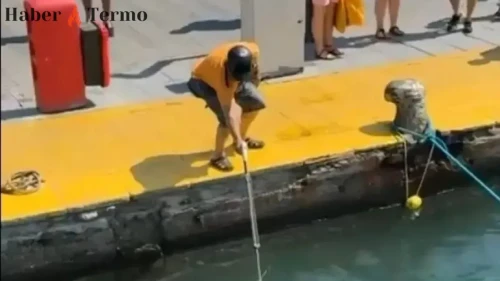 Bodrum'da Soyu Tükenmekte Olan Mavi Yelken Balığına Su Altı Tüfeğiyle Saldırı!