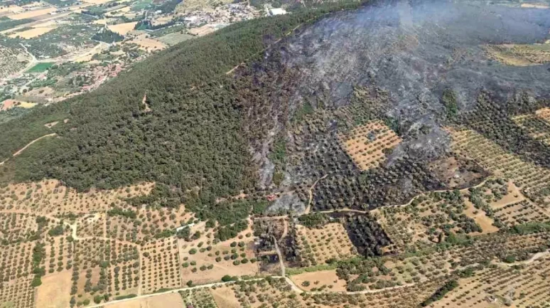 İzmir Foça'da Orman Yangını: 4 Kişi Gözaltına Alındı!