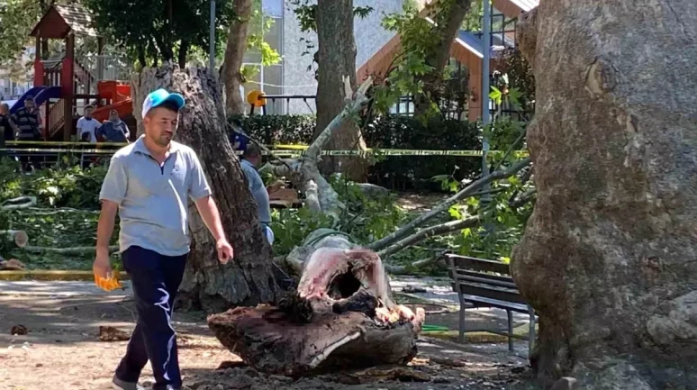 Kocaeli Gölcük'te Çınar Dalı Faciası: Erdem Ulak Öldü!