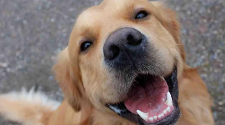 Köpekler parkinson hastalığını koku yoluyla tespit edebiliyor!