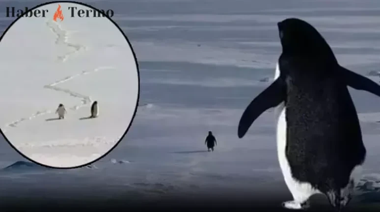 Nihilist Penguen Olayı Nedir? Modern İnsanın Varoluşsal Yürüyüşü Başladı