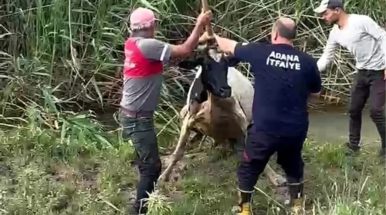 Adana'da Çamurun İçinde Mahsur Kalan İnek, Kurtarıldı!